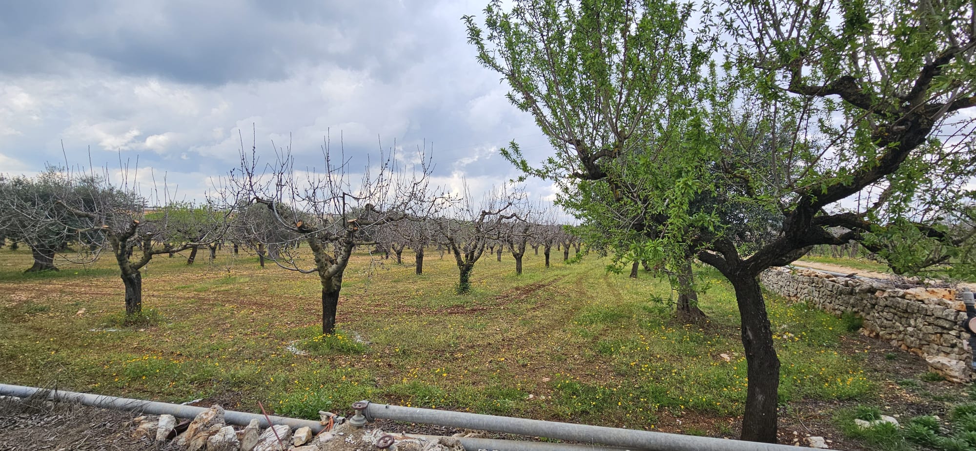 Terreno di 33.700 mq ca. con Fabbricato Rurale